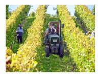 Professione Doc Wine: il software per la gestione di manodopera ed attrezzatura per aziende agricole e vitivinicole